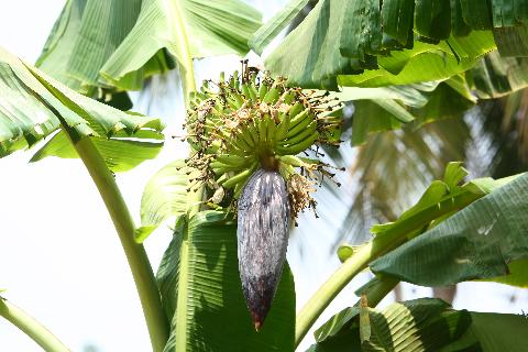 Fruits in Goa - Download Goa Photos
